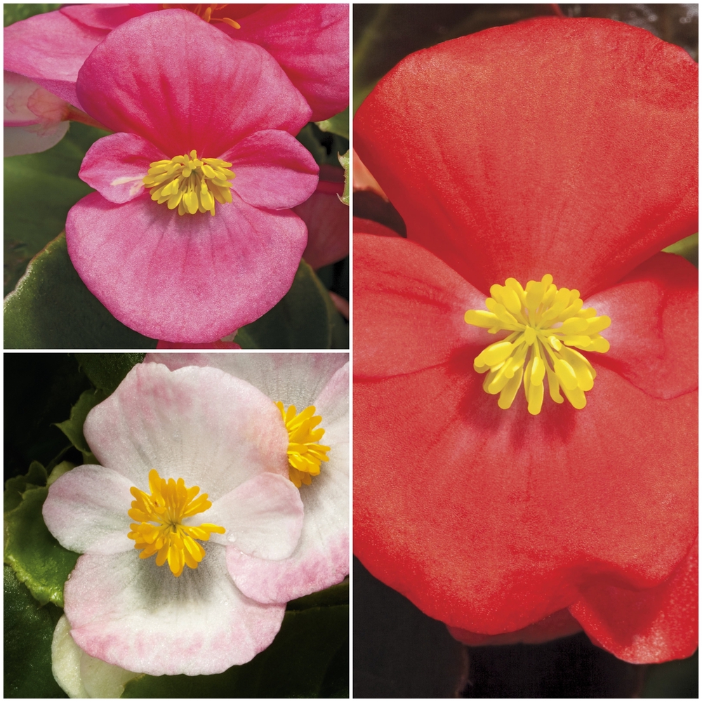 Alatiõitsev begoonia ‘Ascot’