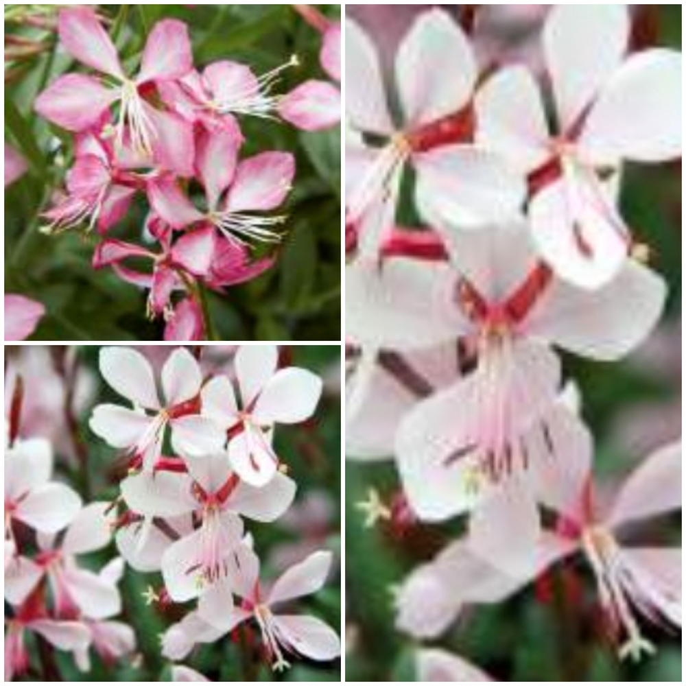 Kalevikepp ‘Gambit’