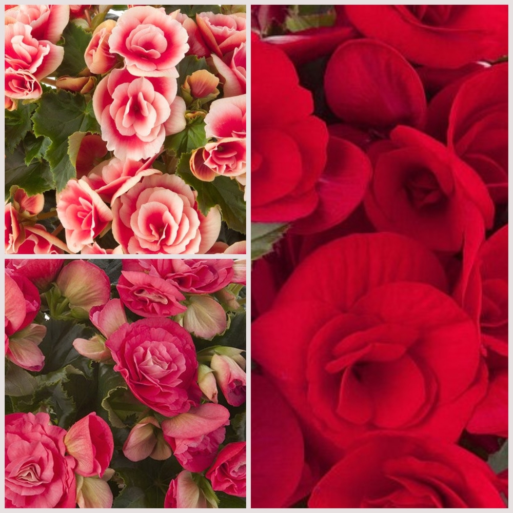 Roosbegoonia ‘Barkos’