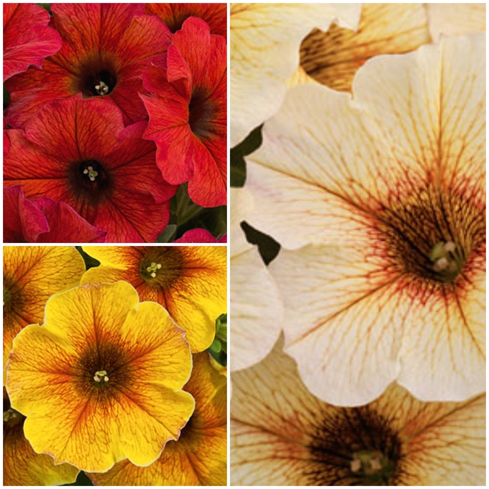 Puistuunia ‘Beautical’