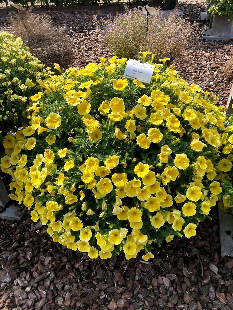 Ripp-petuunia ‘Bee’s Knees Yellow’