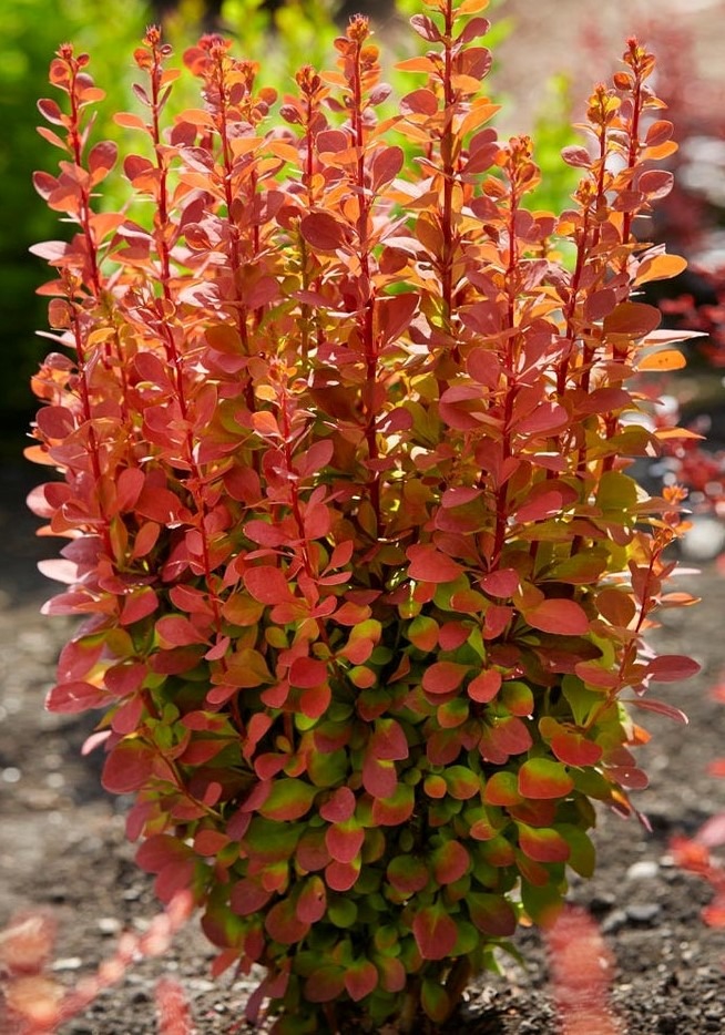 Thunbergi kukerpuu ‘Orange Rocket’, Berberis thunbergii, C2 40-50 cm