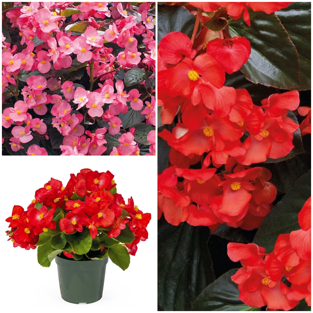 Kaunis begoonia ‘Bigdeluxxe’