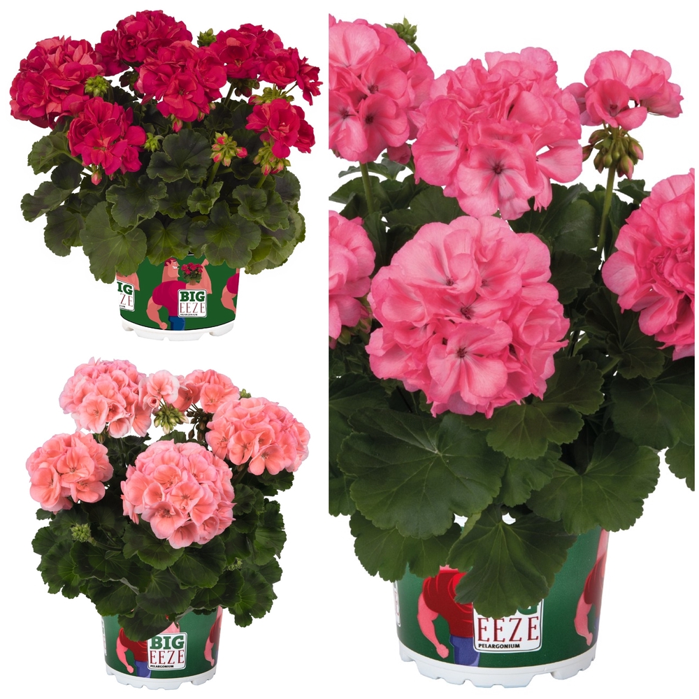 Liikidevaheline pelargoon ‘Big Ezee’