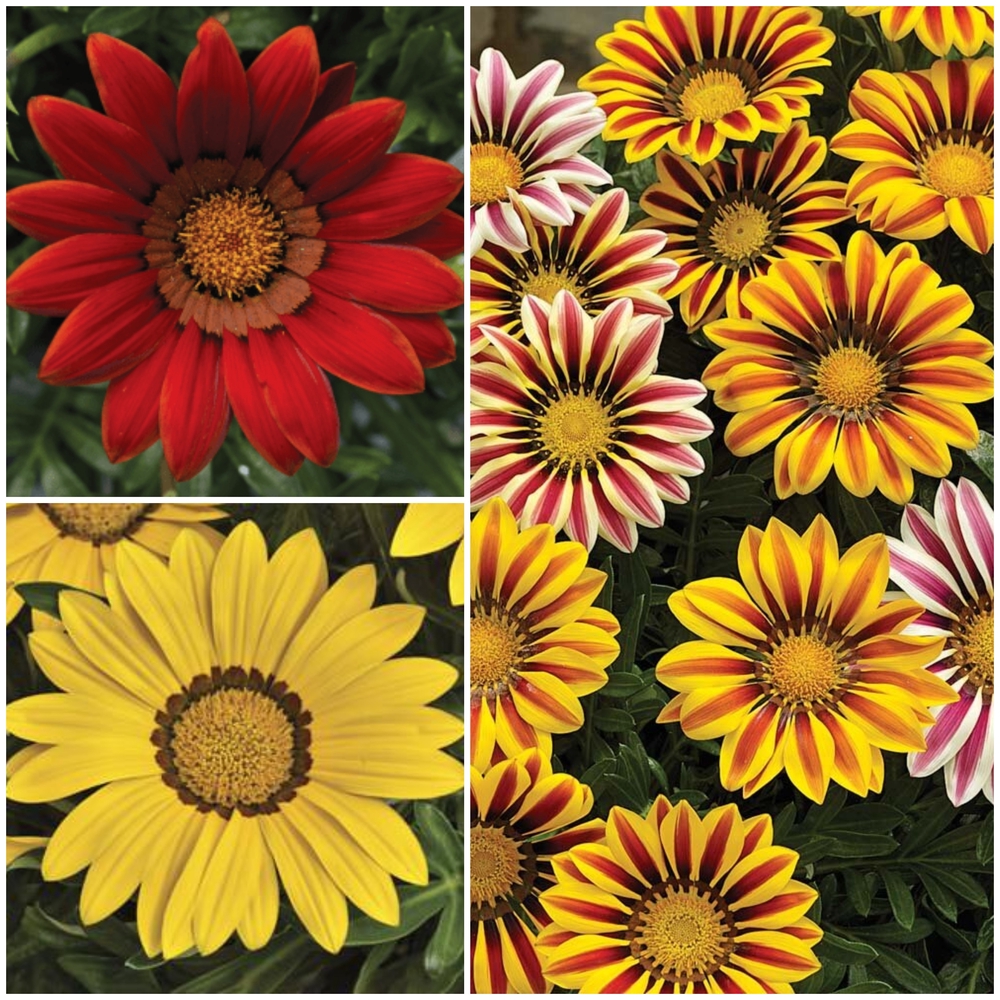 Särav gasaania ‘Big Kiss’