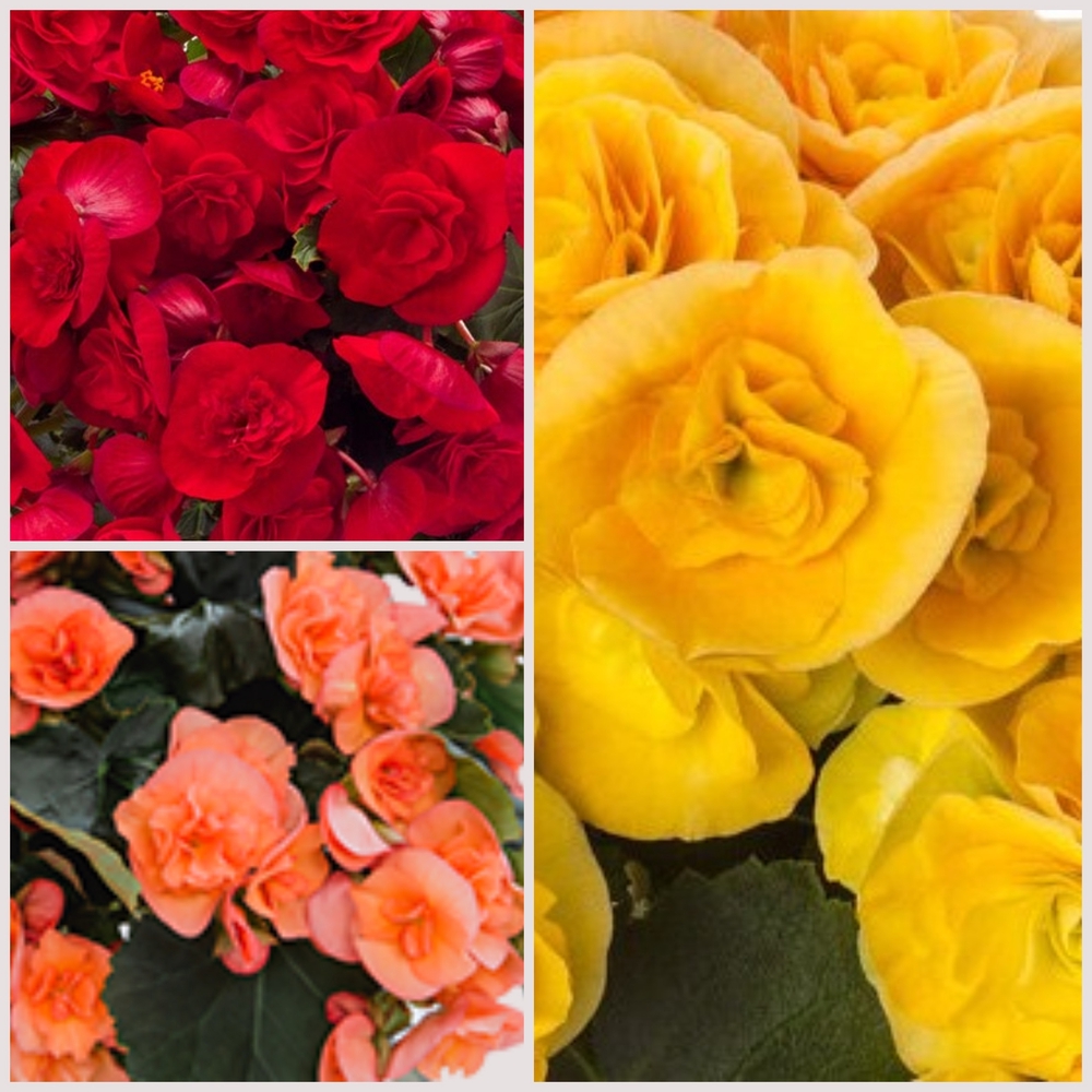 Roosbegoonia ‘BK Collection’