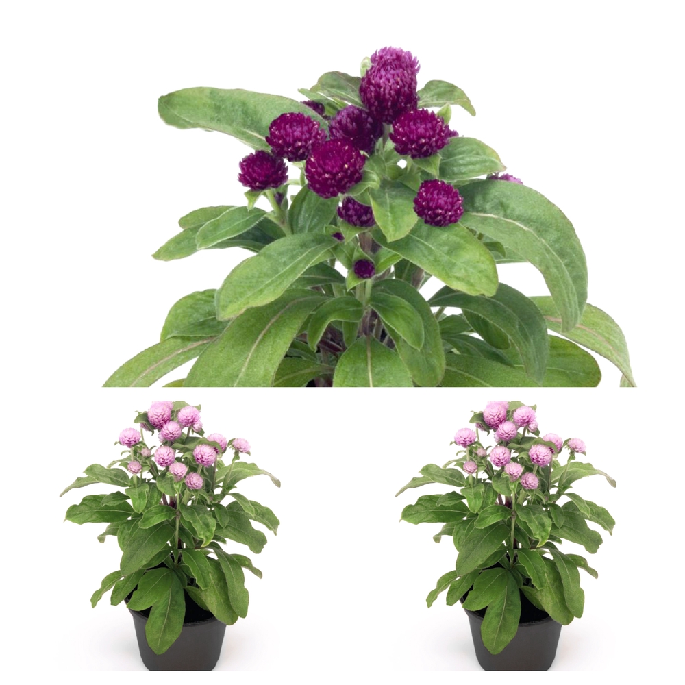 Kerarebashein ’Buddy’