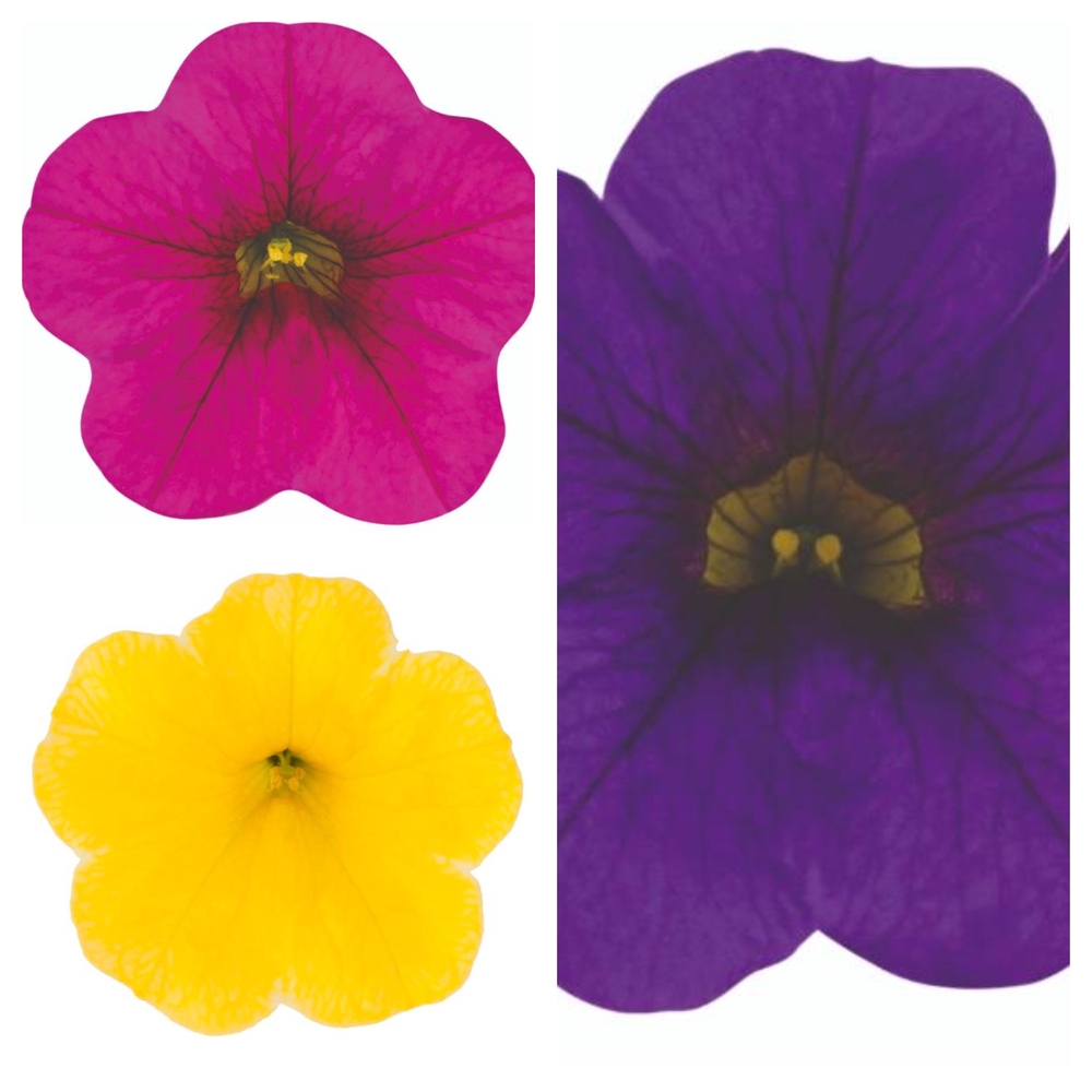 Aed-puispetuunia ‘Cabaret’