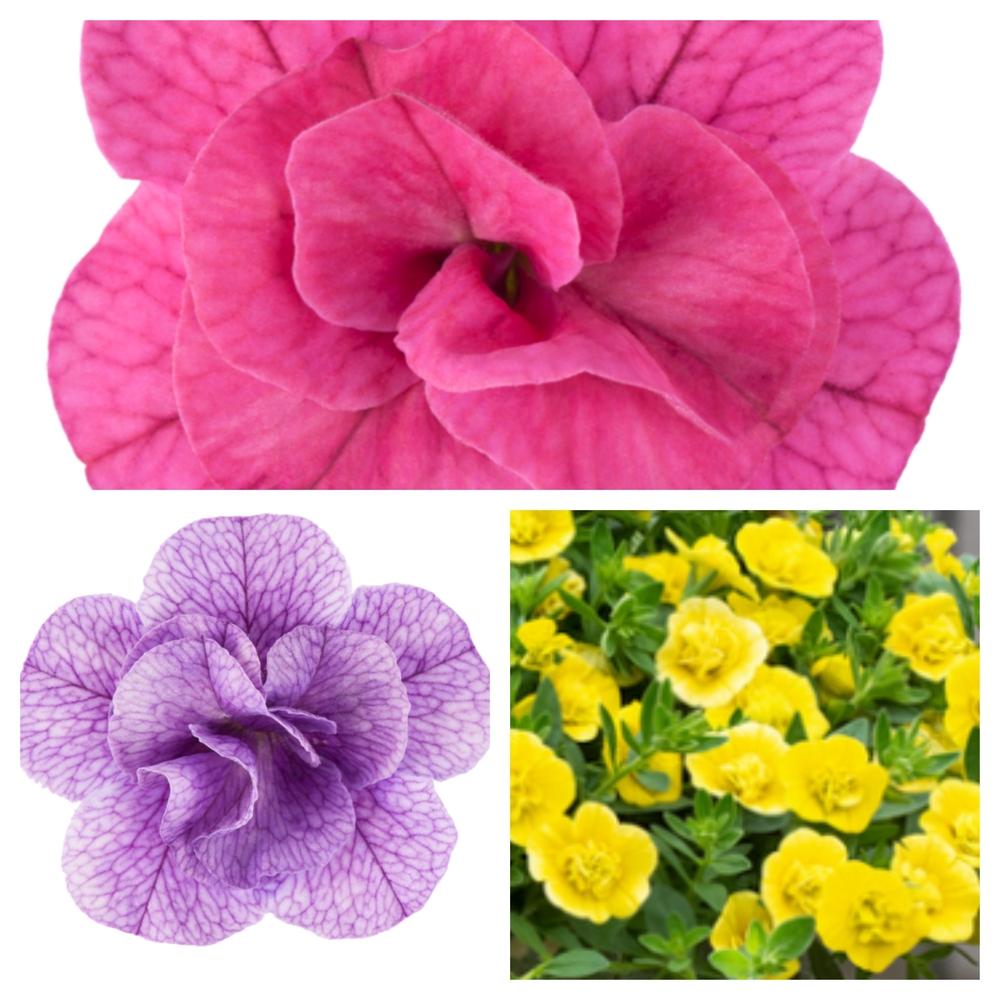 Aed-puispetuunia ‘Cabaret Double’