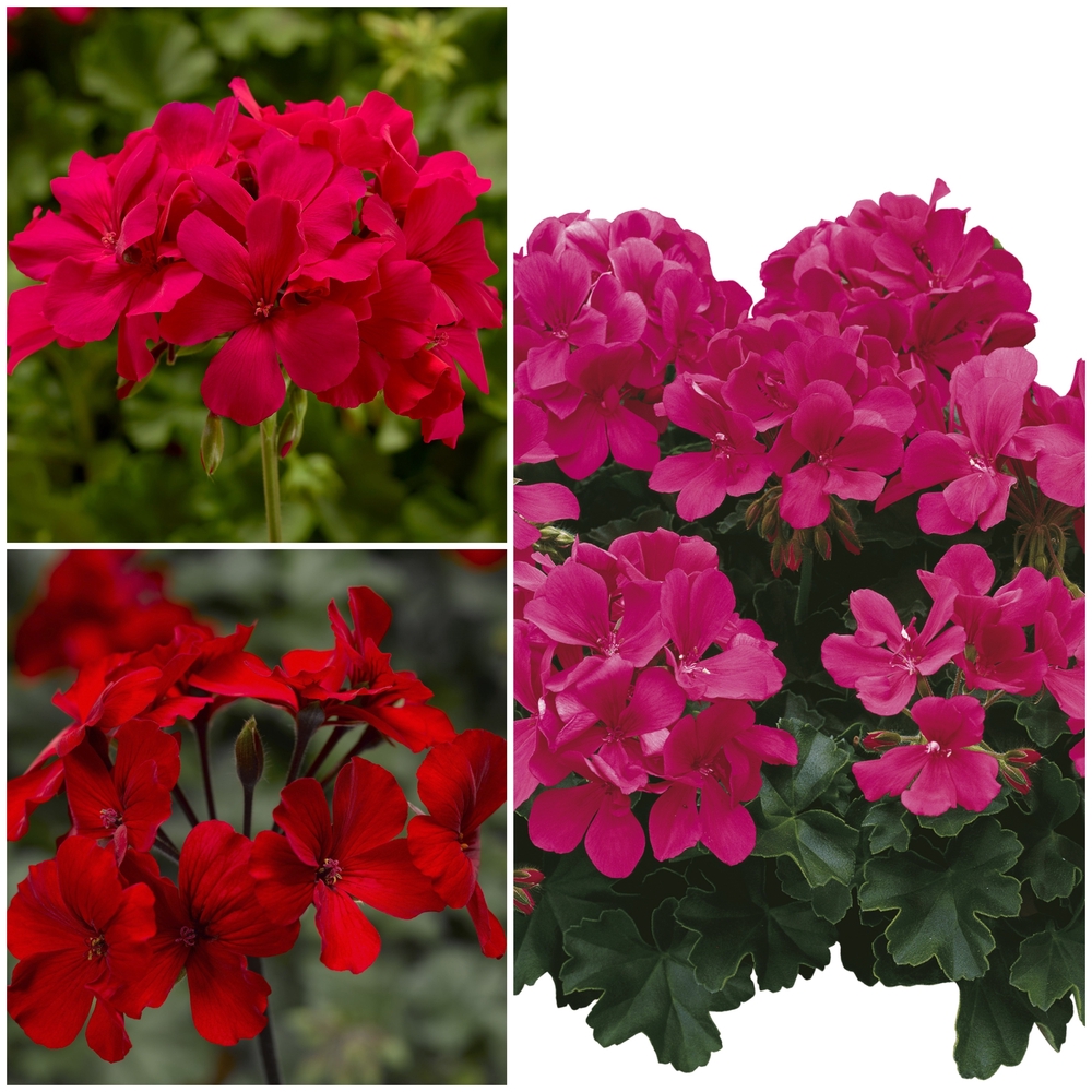 Liikidevaheline pelargoon ‘Calliope Landscape’