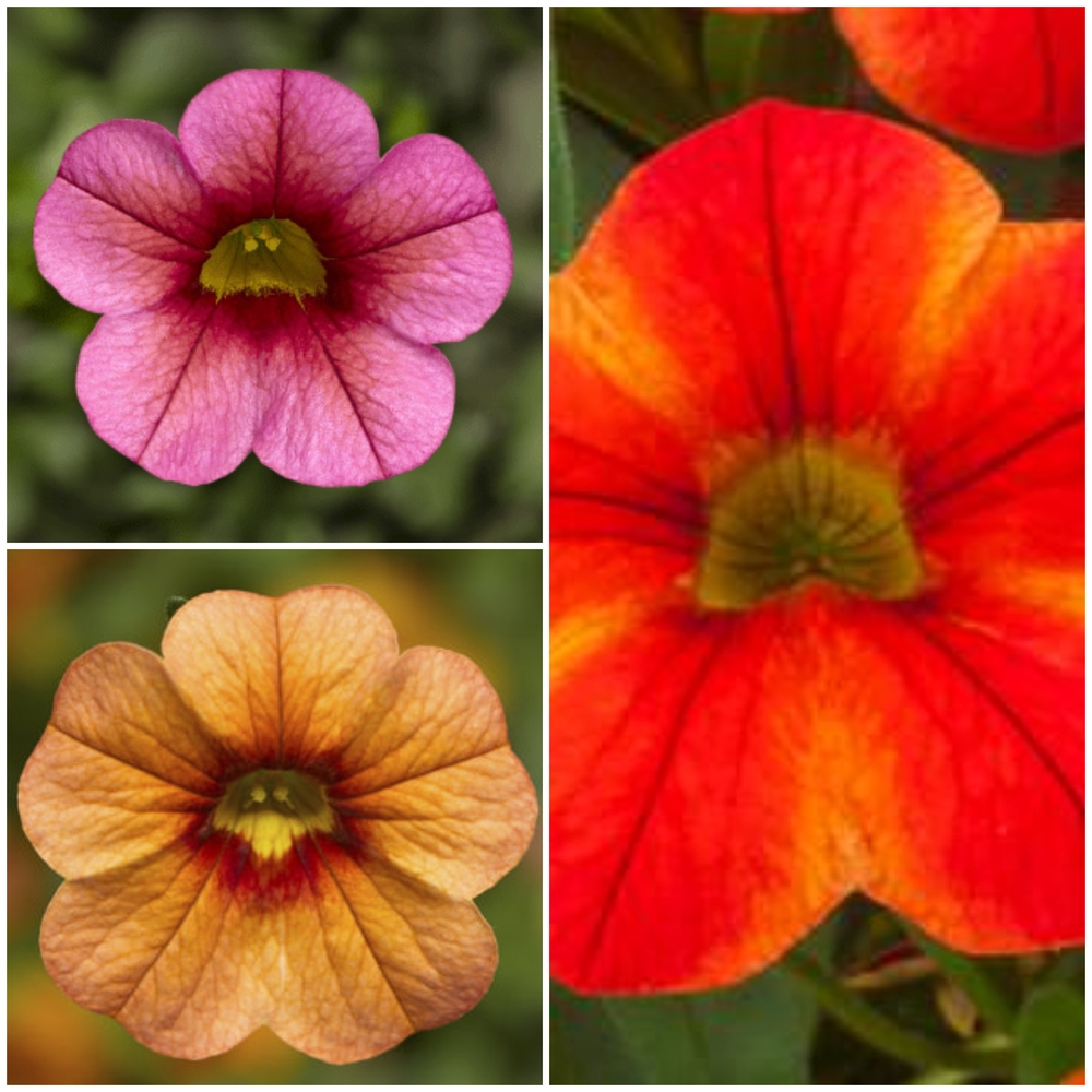 Aed-puispetuunia ‘Callie’