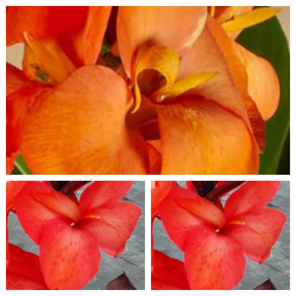 Aedkanna ‘CannaSun’