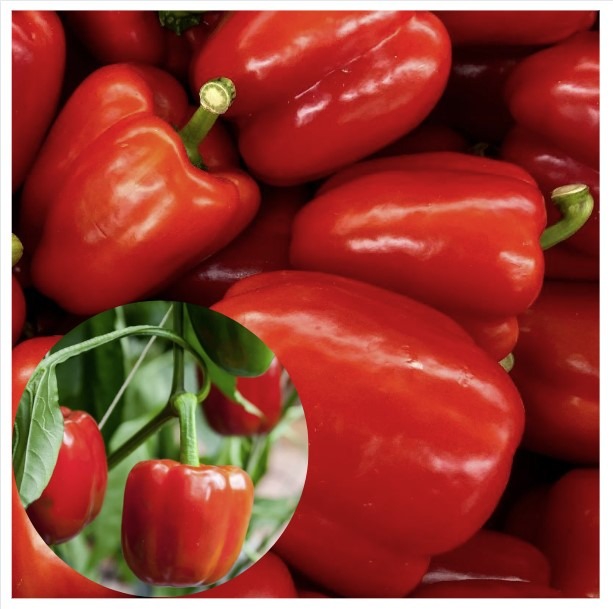 Paprika ‘California Wonder’