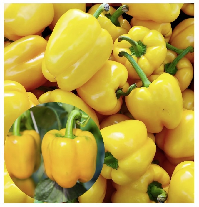 Paprika ‘California Wonder yellow’