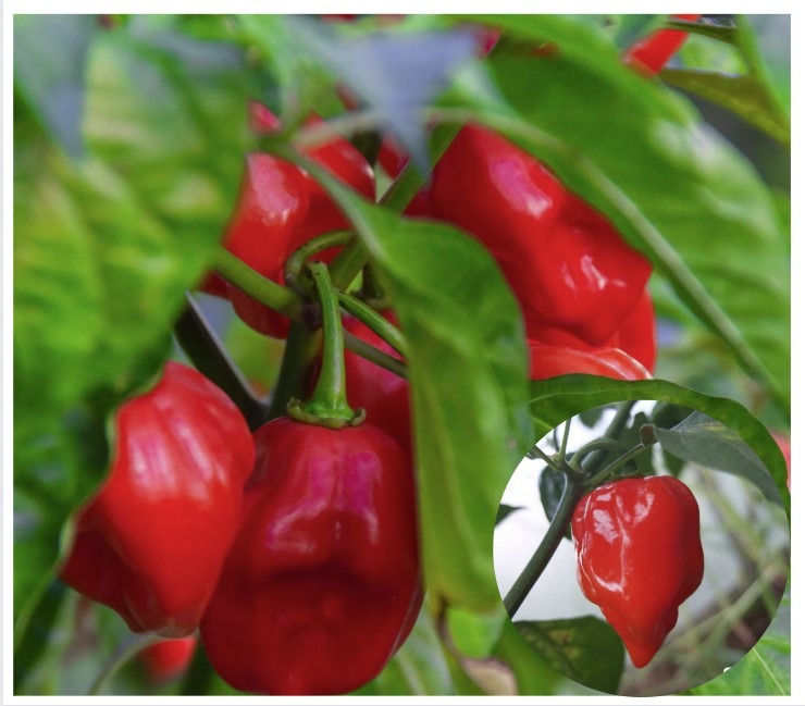 Vürtspaprika ‘Habanero Red’