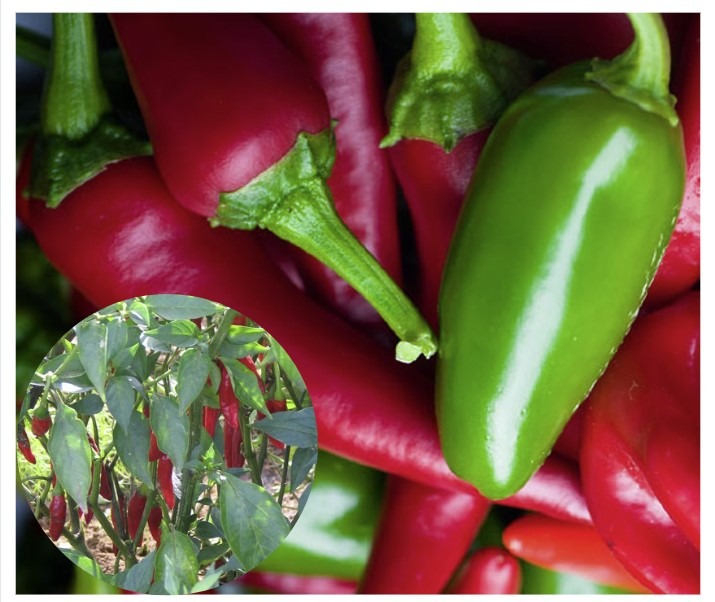 Vürtspaprika ‘Jalapeno’