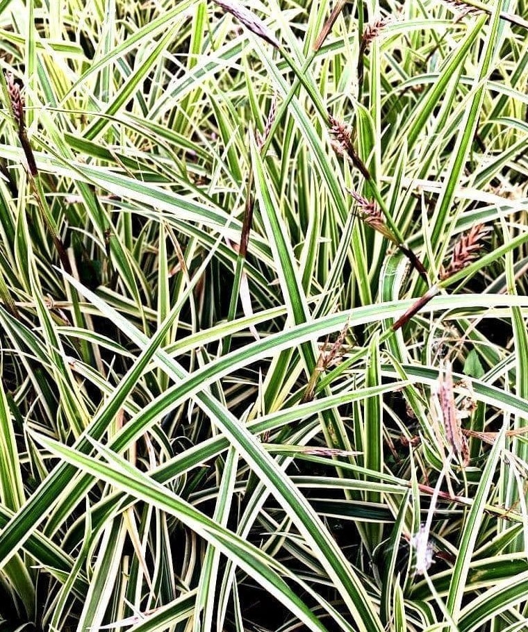 Jaapani tarn ‘Vanilla Ice’, Carex morrowii, P12