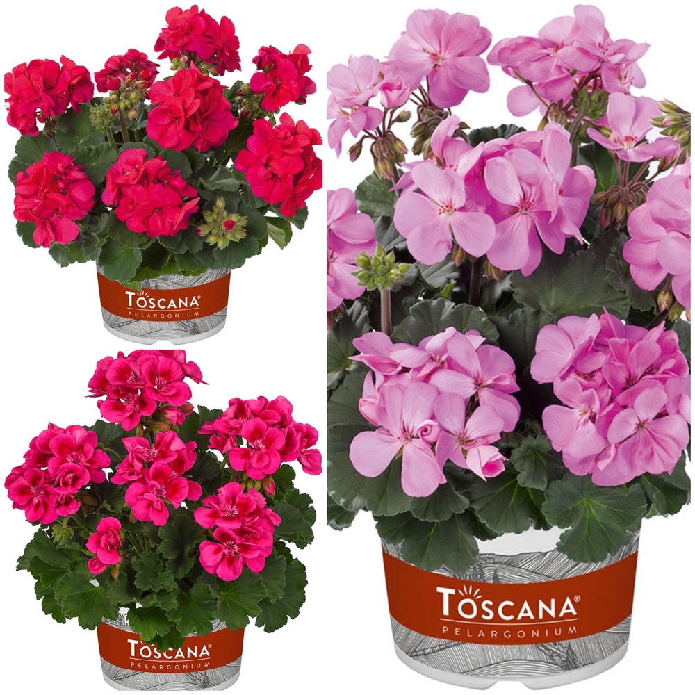 Viirpelargoon ‘Toscana Castello’