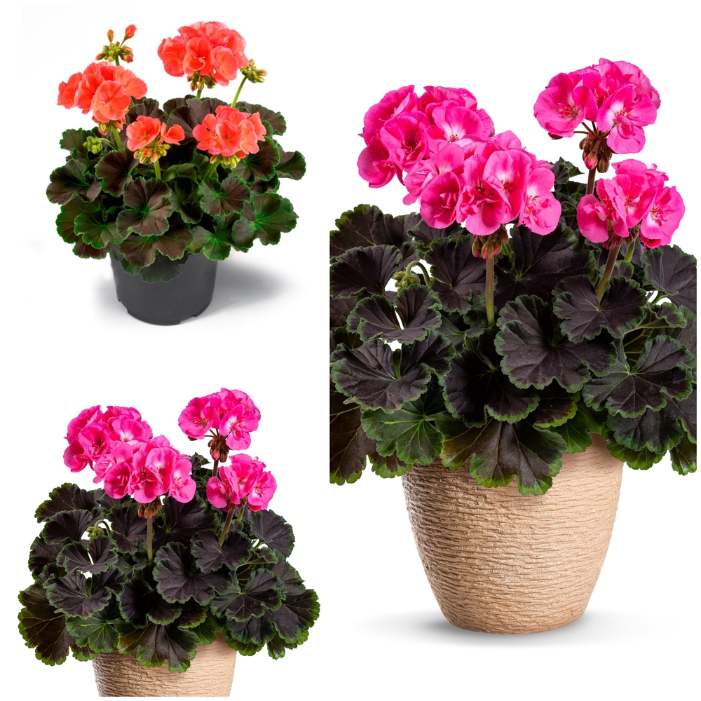 Viirpelargoon ‘Chocolate’