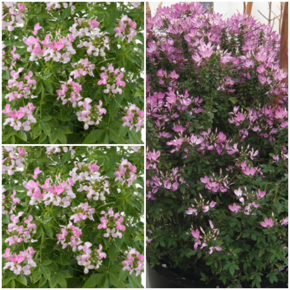 Ämbliklill ‘Clio’