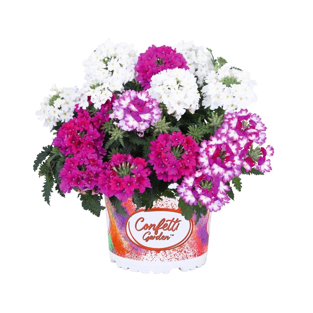 Ripp-raudürt ‘Confetti Garden®’ ‘Linda Girly’