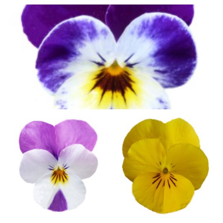 Võõrasema ja kannike