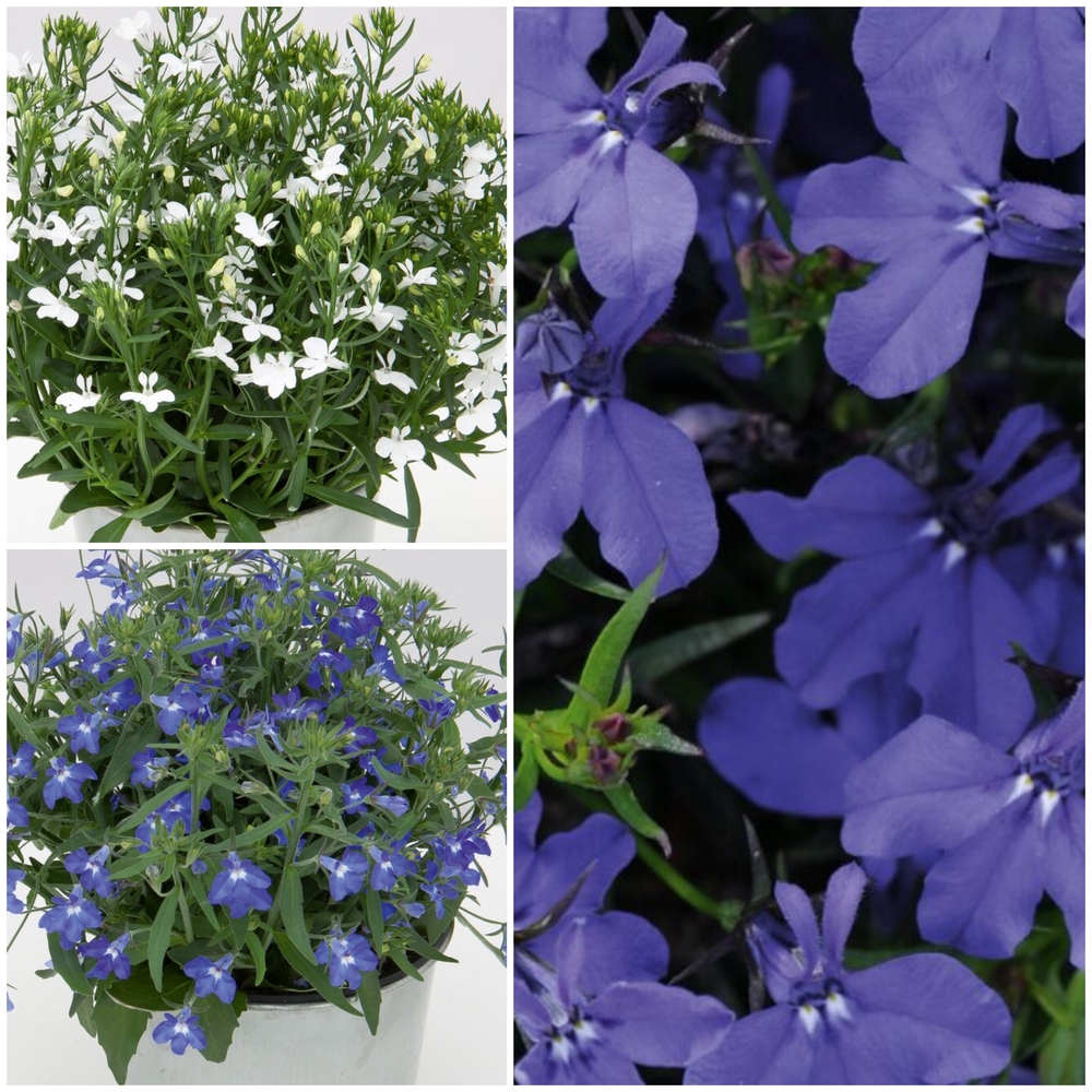 Ripp-lobeelia ‘Curacao’