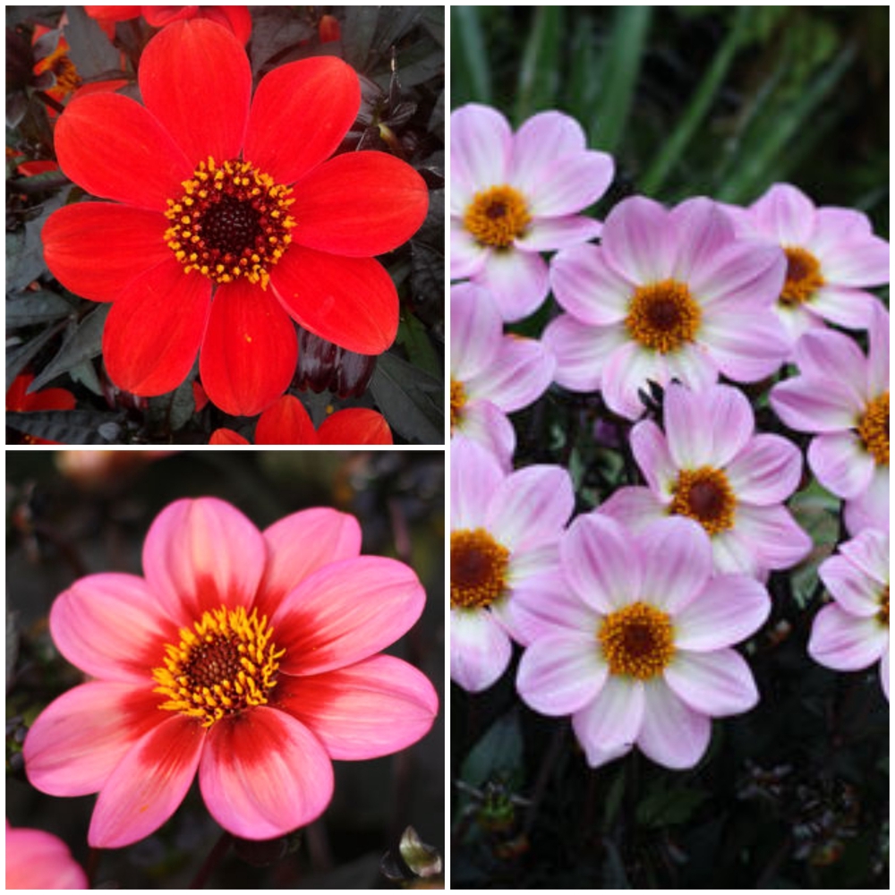 Daalia ‘Dahlegria’