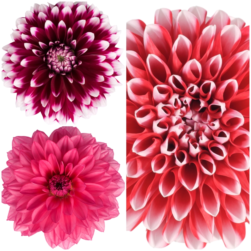 Daalia ‘Dalina Maxi’