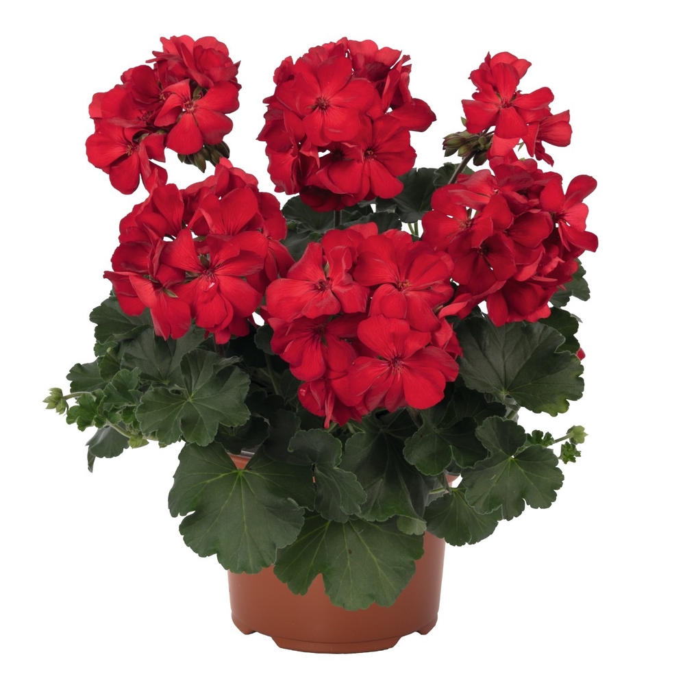 Viirpelargoon ‘Sarita Dark Red’