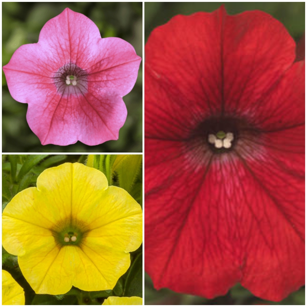 Ripp-petuunia ‘Dekko’