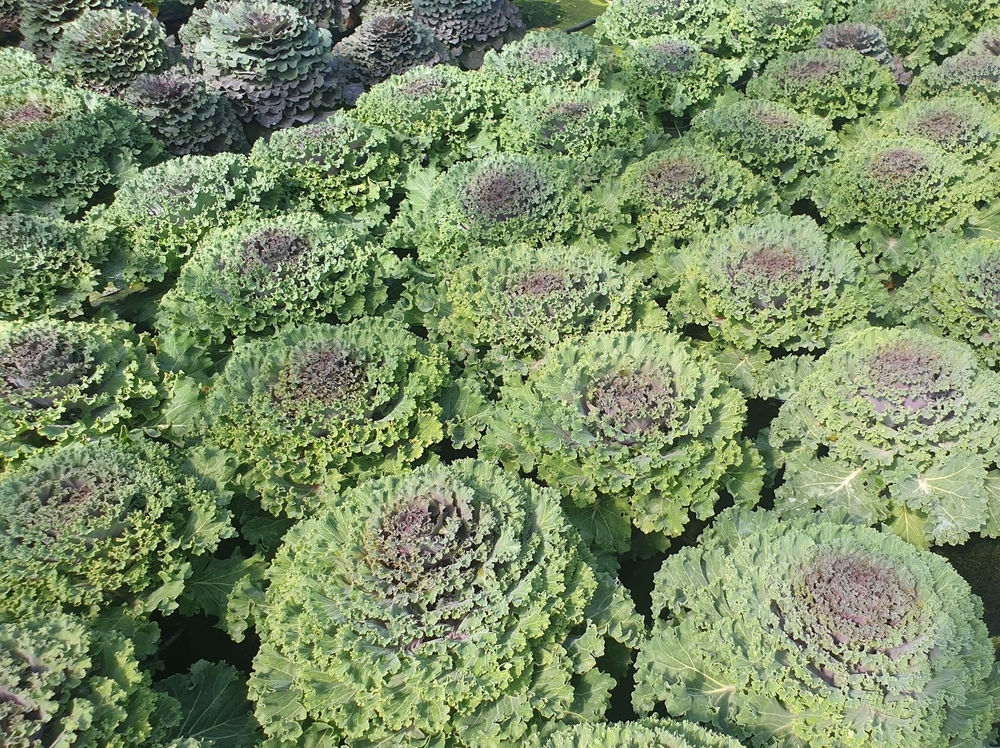 Dekoratiivkapsas ‘Nagoya’