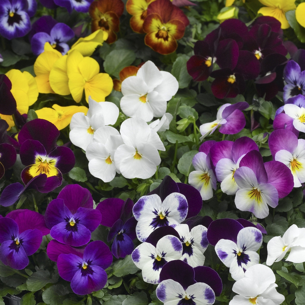 Sarvkannike ‘Deltini’