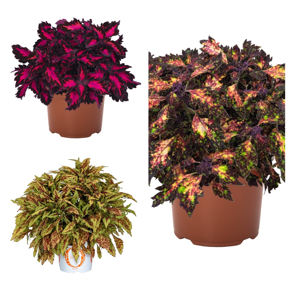 Värd-kirinõges ‘Down Town’