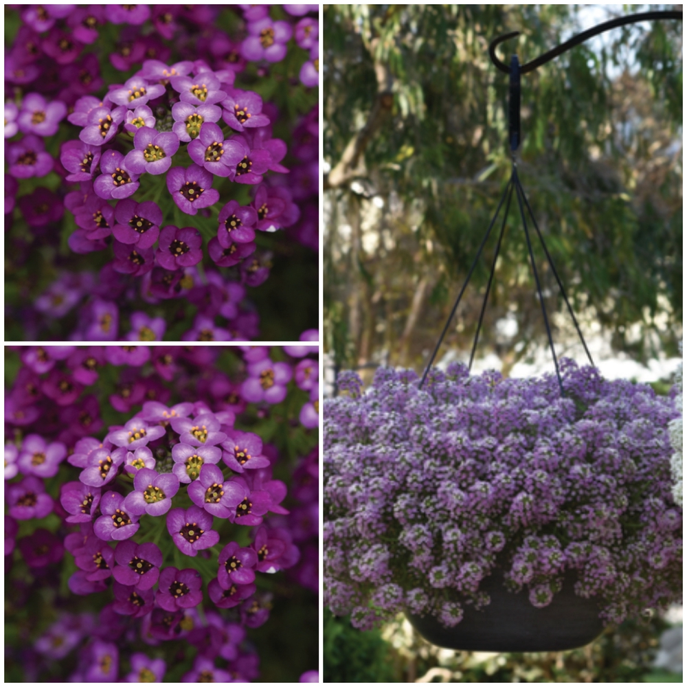 Kivikilbik ‘Easy Breezy’