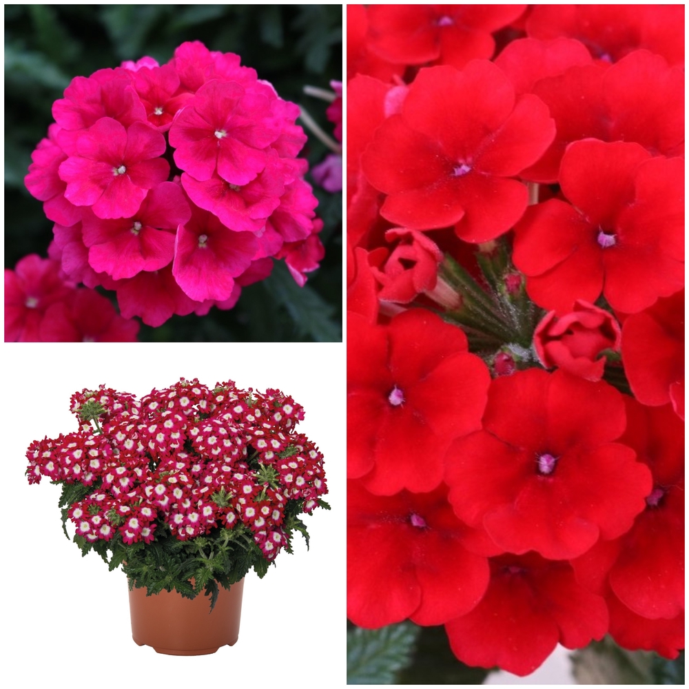 Ripp-raudürt ‘Empress’