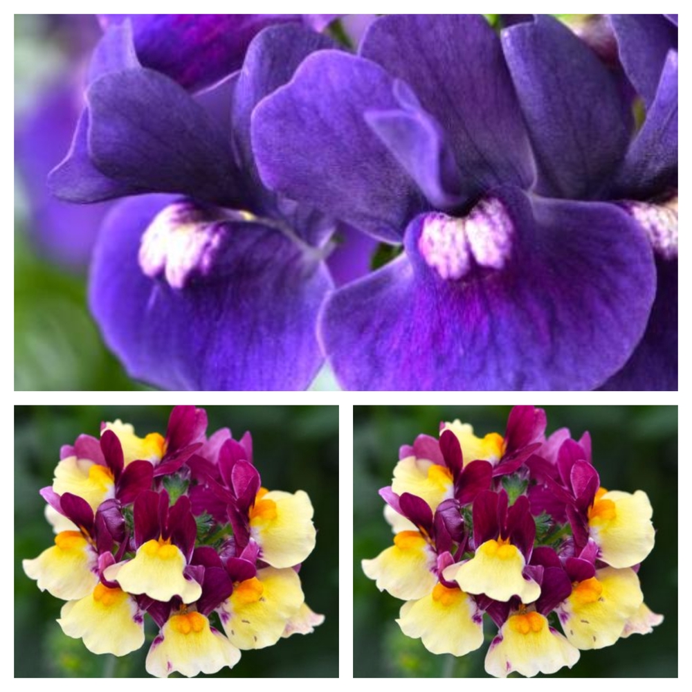 Nemeesia ‘Escential’