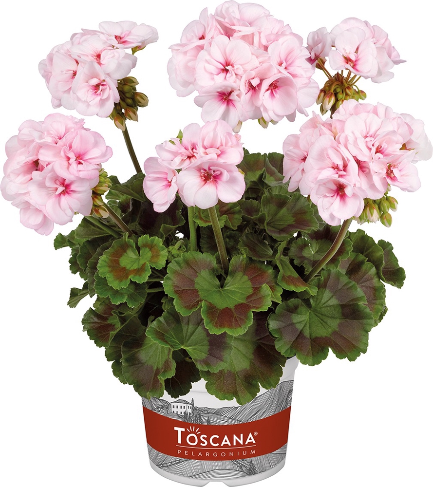 Viirpelargoon ’Estelle Appleblossom’