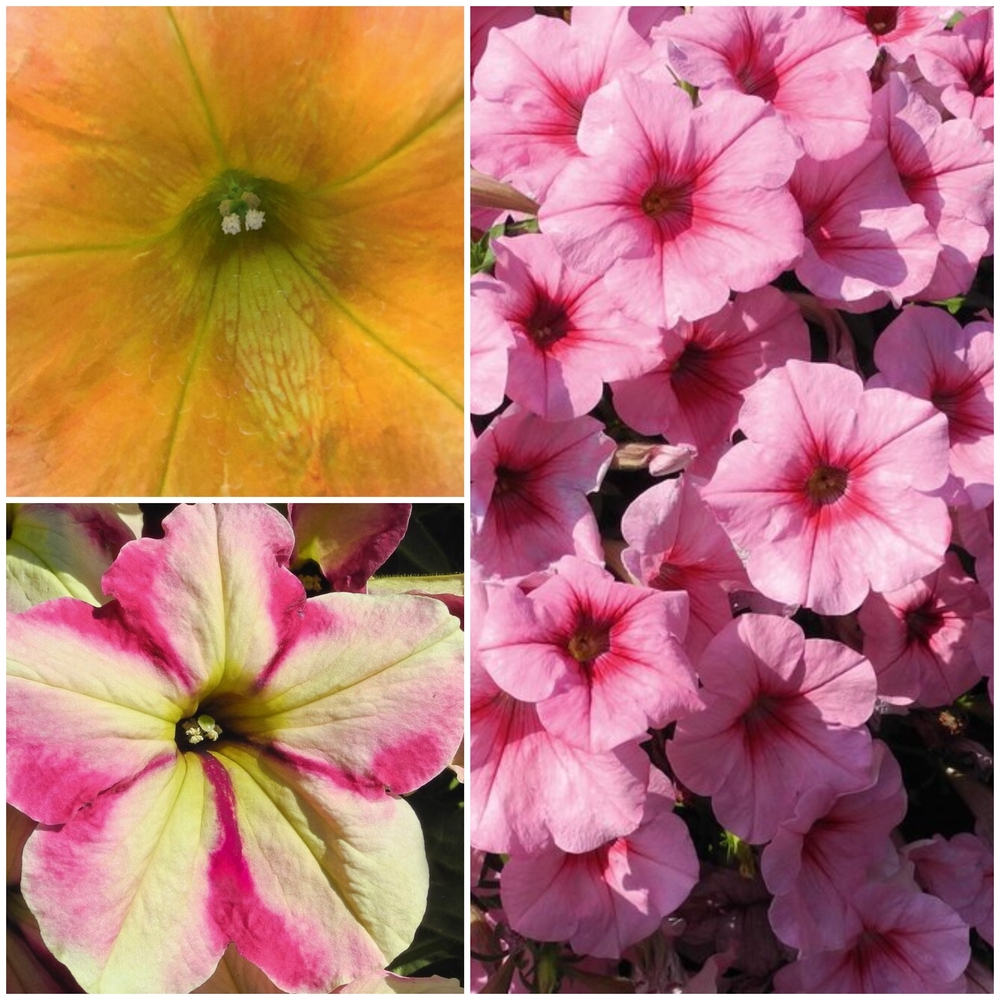 Ripp-petuunia ‘Famous’