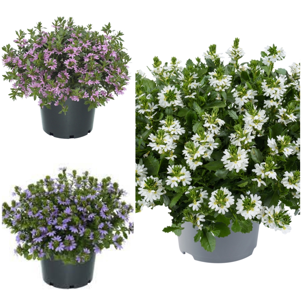 Tiiviklill ‘Fancy’