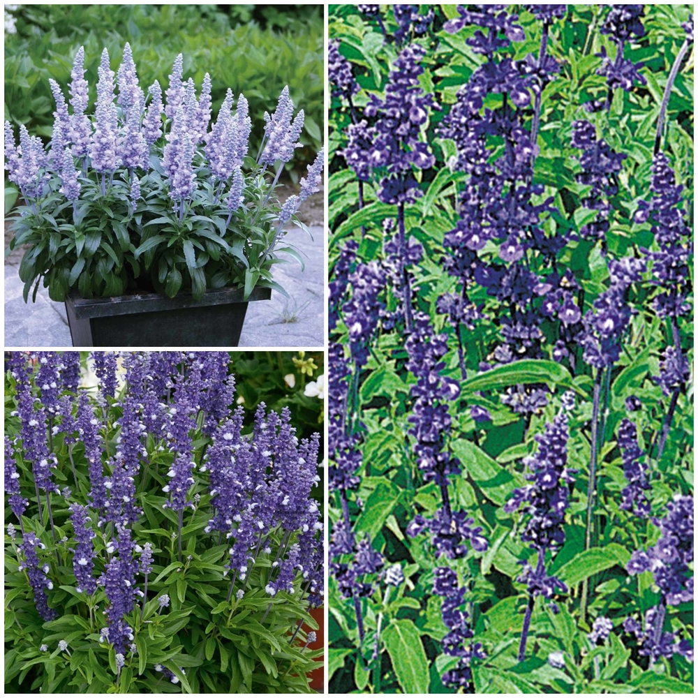 Hall salvei ‘Farina’