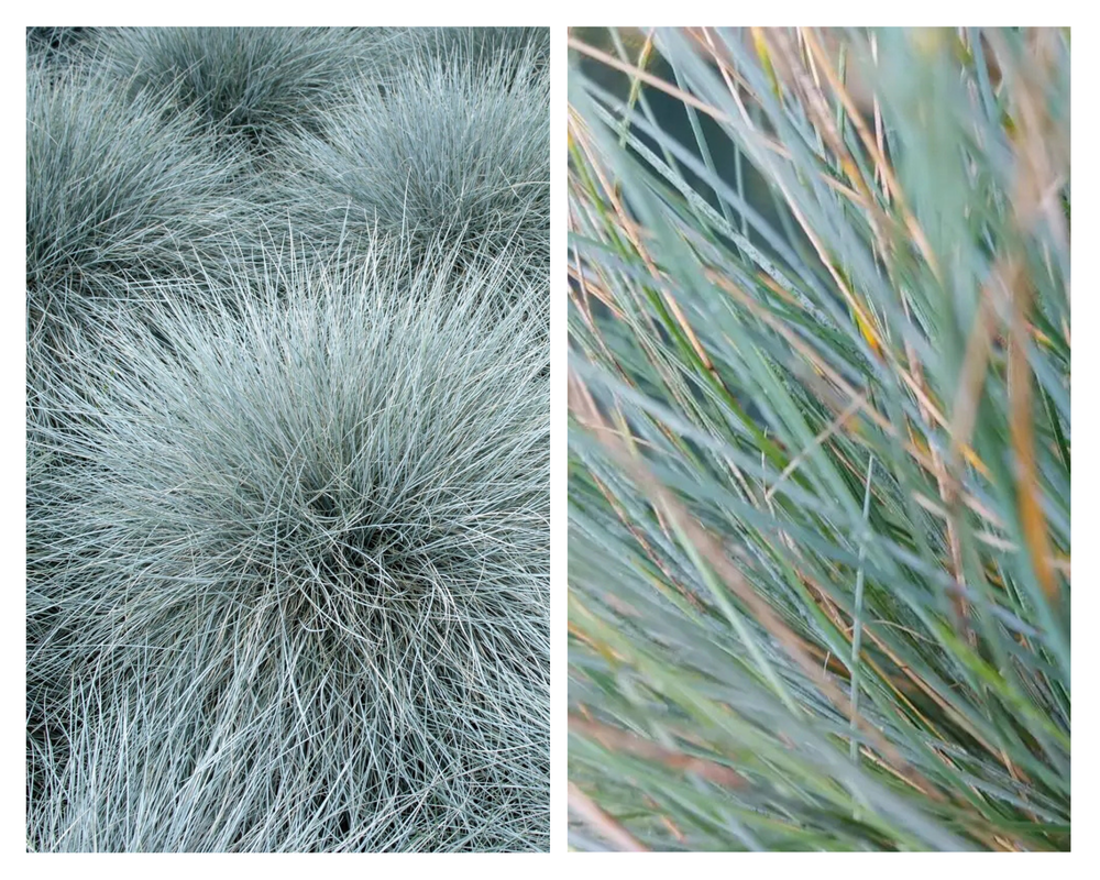 Hall aruhein ‘Azurit’ P12