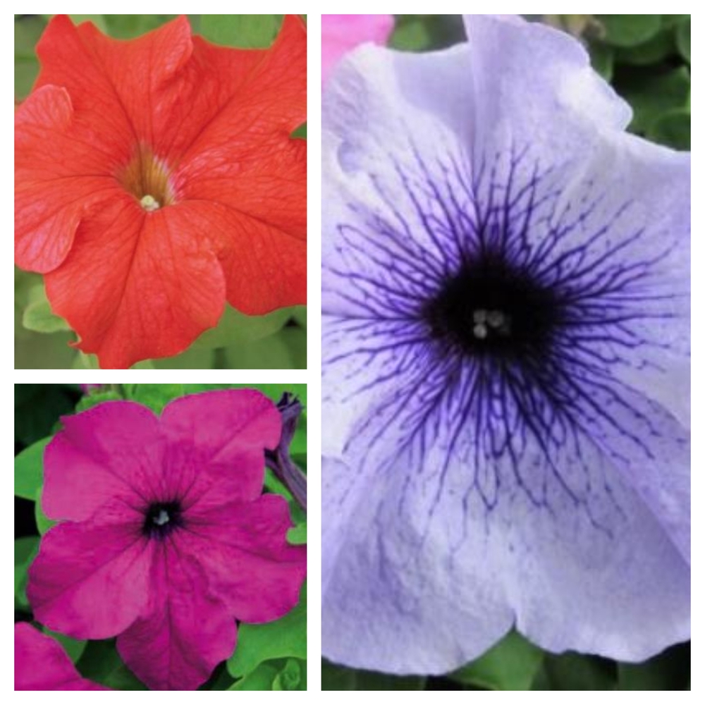 Petuunia ‘Finity’