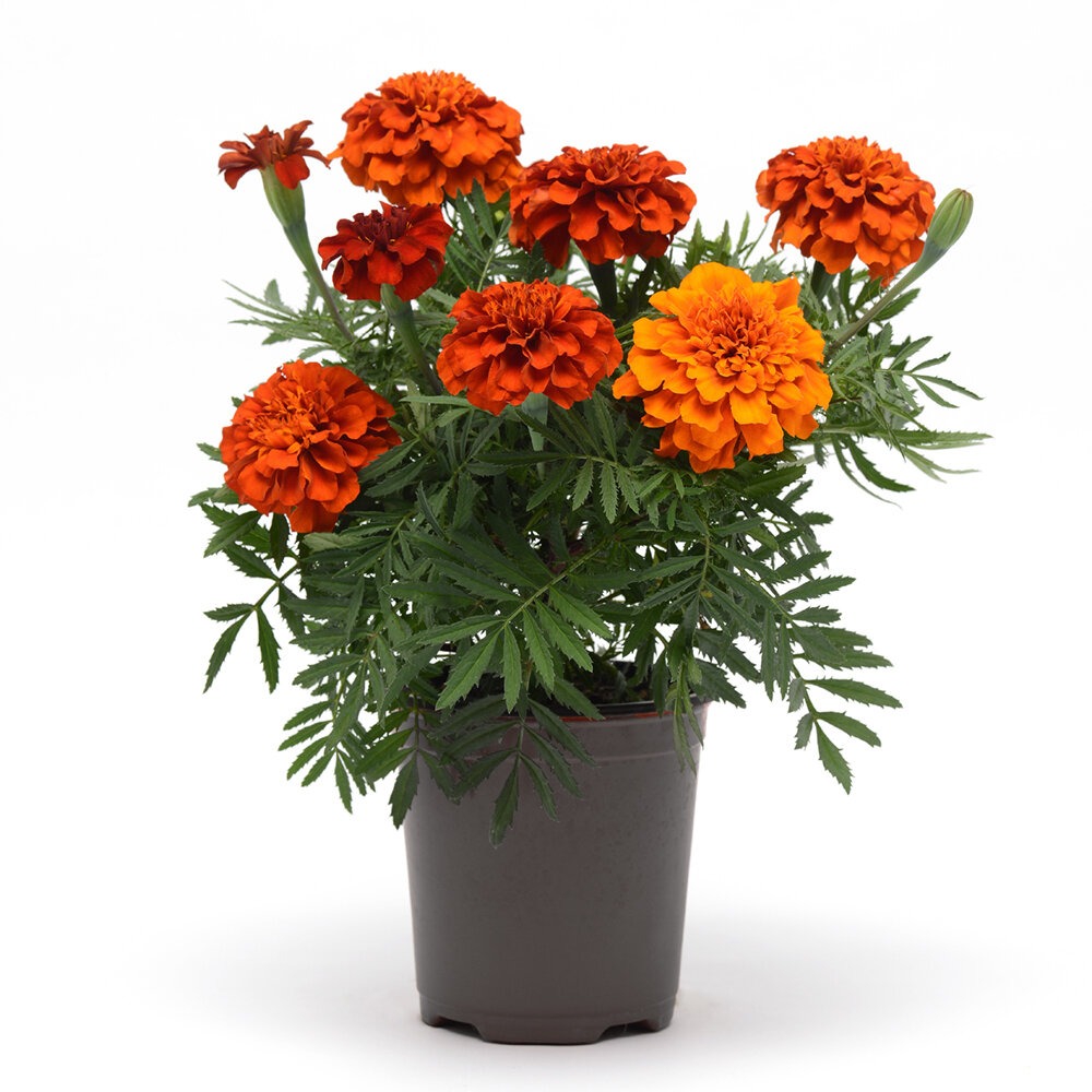 Madal peiulill ‘Fireball’