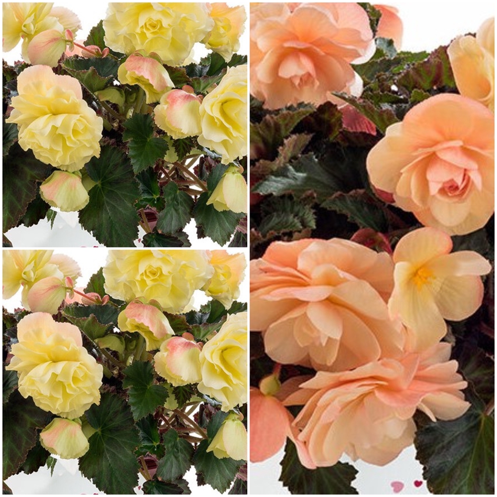 Ripp-begoonia ‘Fragrant Falls’