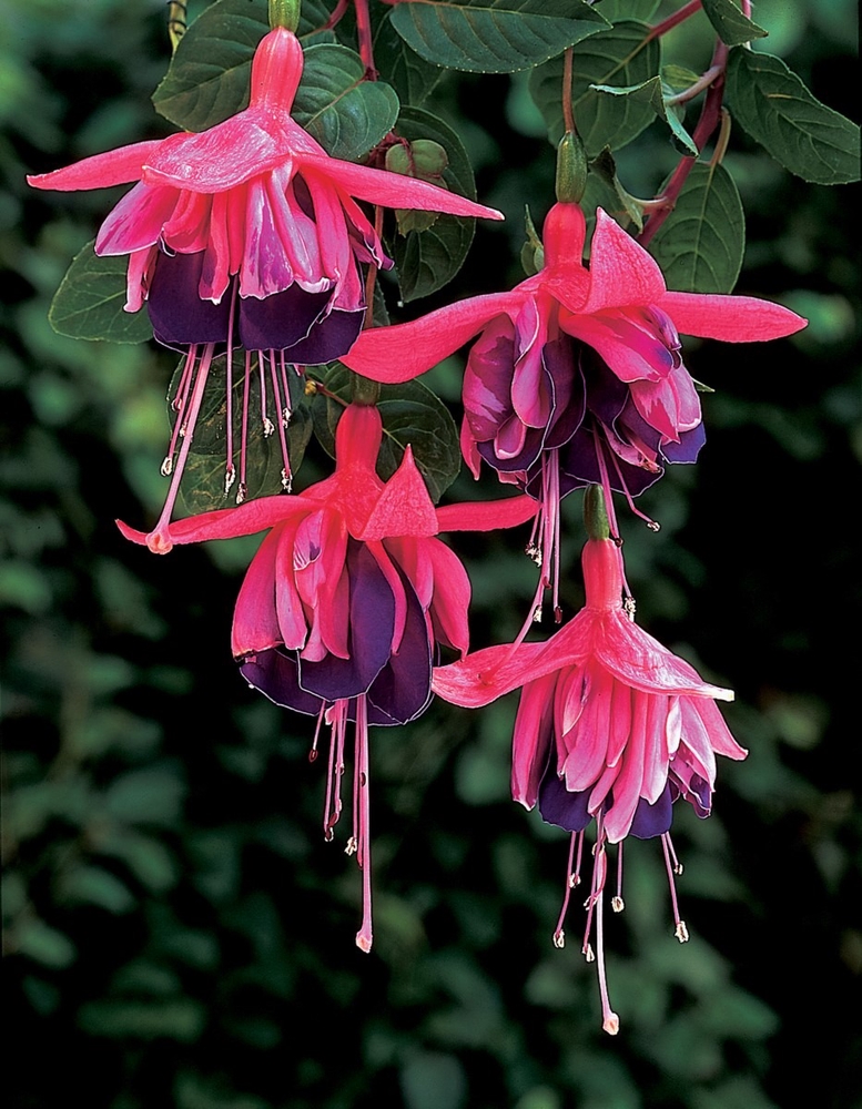 Fuksia ‘Rocket Fire’