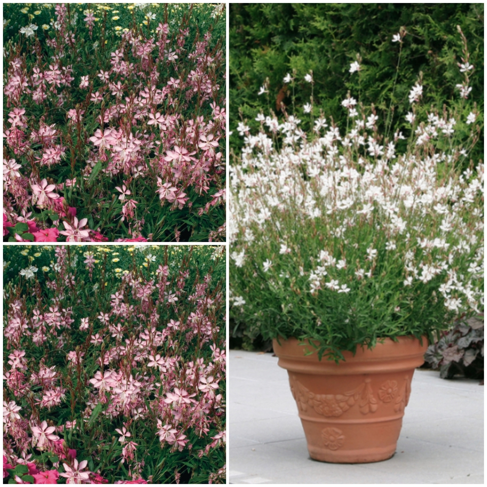 Kalevikepp ‘Gayser’