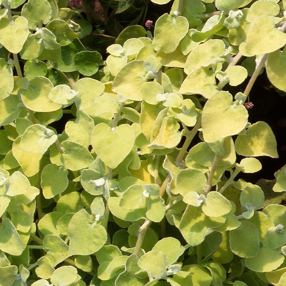 Lamav käokuld ‘Gold’