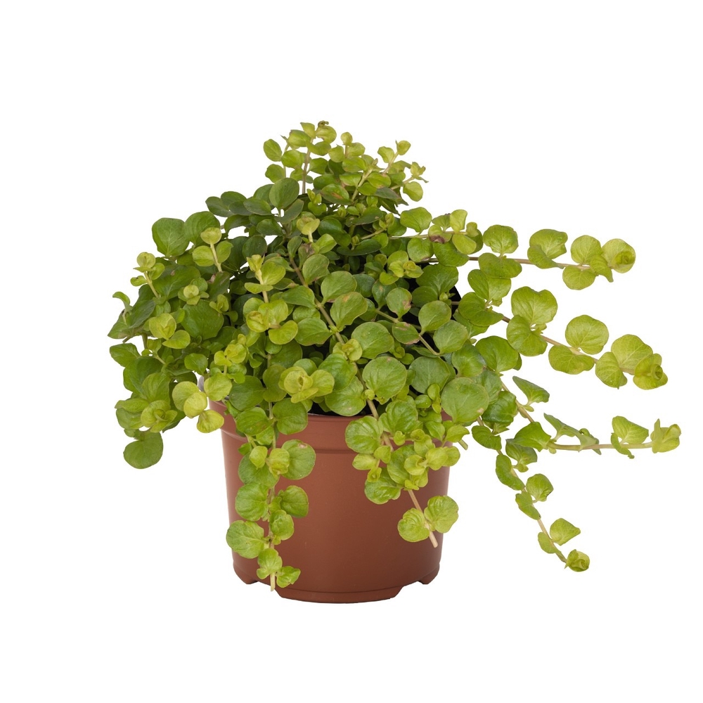 Roomav metsvits ‘Goldilocks’