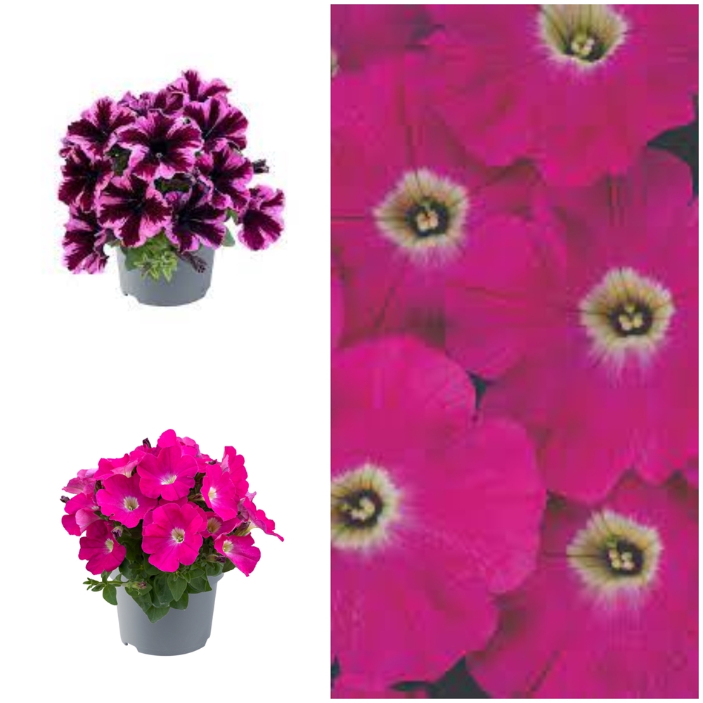 Ripp-petuunia ‘Go Tunia’